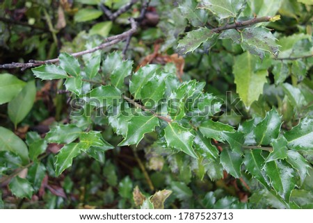 Holly leaves' waxy finish enhanced by summer raindrops