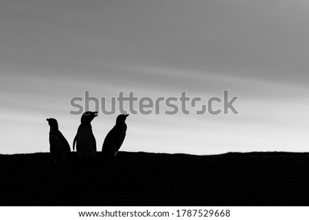 backlit Magellanic penguins at sunset black and white Falkland Islands
