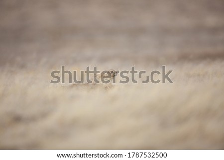 Prairie dog, alone, on dry brown prairie.