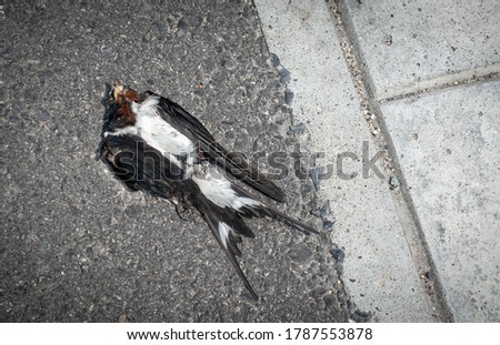 Pictures of dead swallows outdoors