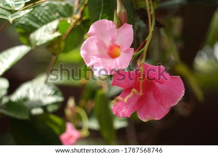 Light pink rubiginous rose with another one with stronger pink color at the side and green leaves at the background. Selective focus. Royalty-Free Stock Photo #1787568746