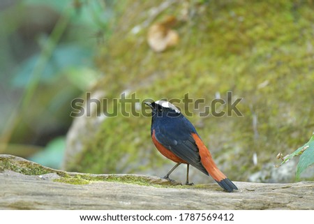 white capped Water Redstart is stand alone