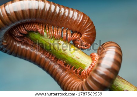 1 millipede against the blue background. Royalty-Free Stock Photo #1787569559