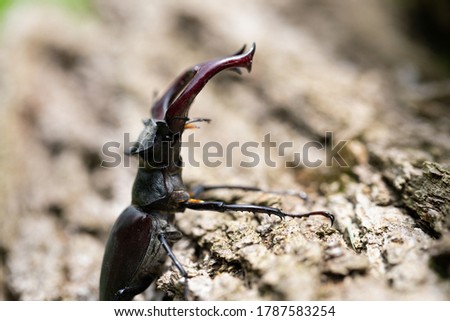 Close up picture of a beautiful male stag-beetle
