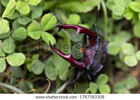 Close up picture of a beautiful male stag-beetle