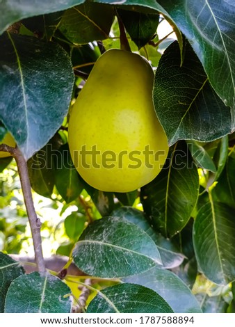 Close up of Pear Hanging on tree.Fresh juicy pears on pear tree branch.