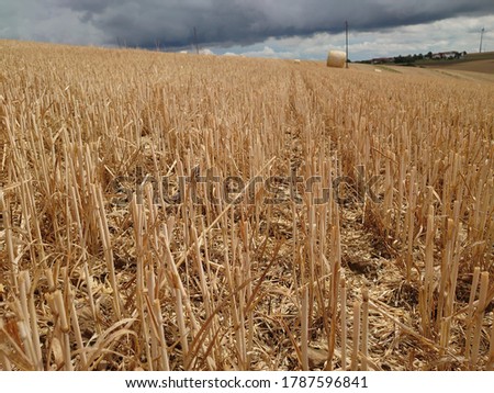 Corn field outside Sky agriculture