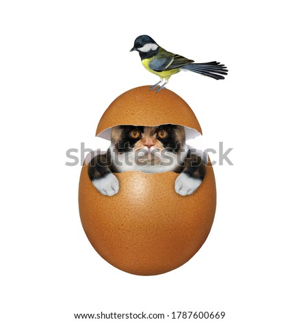 The multi colored cat is hiding in a brown egg. A bird is on the top of the egg. White background. Isolated.
