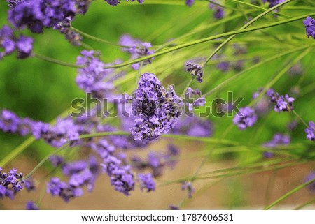Purple lavender blooms beautifully in summer