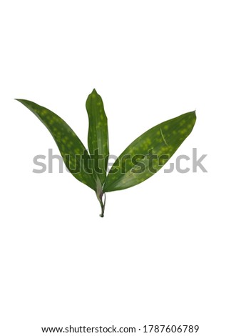 green leafs isolated on white background
