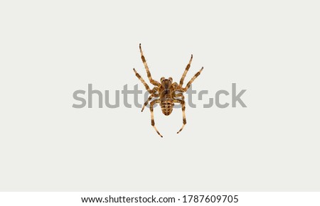 arachhid  Lycosidae family. Insolated spider in a white background.