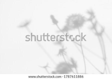Overlay effect for photo. Blurred gray shadows of dandelion flowers and delicate grass on a white wall. Abstract neutral nature concept background. Space for text. Shadow for natural light effects. Royalty-Free Stock Photo #1787611886