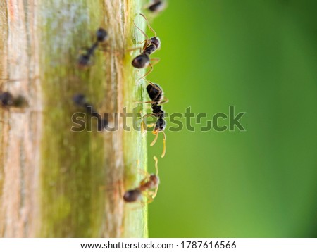 black ant with blurred background. for photo collections, quote backgrounds, wallpapers, photo frames, web landing pages.