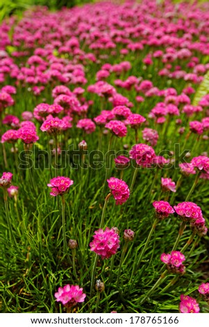 Beautiful photo lot of pink flower in the meadow