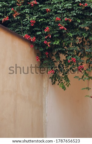 Red flowers on the background of the old wall
