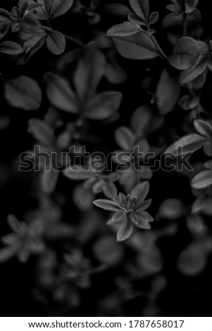 Dark leaf photography black and white