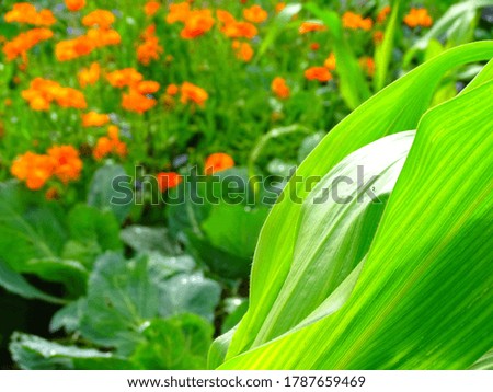 corn on the background of calendula and cabbage