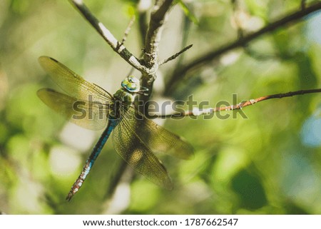 
A dragonfly sits on a tree branch. Image with a selective focus.