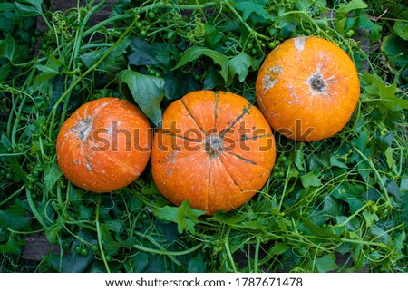 Three orange pumpkins on green grass on a collective farm. Ripe orange pumpkin lies on green grass in a pumpkin patch. Harvest. Halloween.