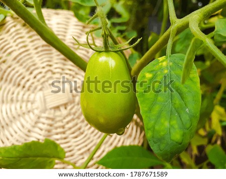 Fresh Green Raw Tomato On The Plant Stock Photo