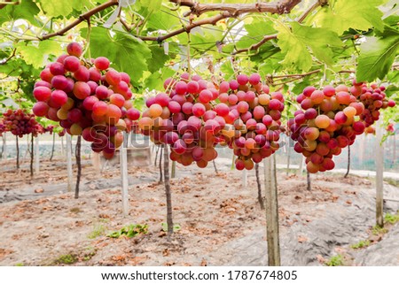 Mature grapes in the vineyard
