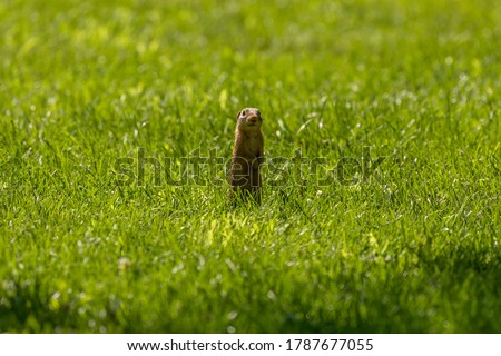 The thirteen-lined ground squirrel on a meadow