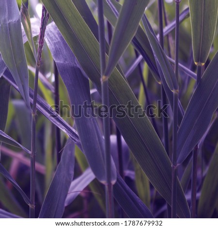Purple and green reeds foliage, plant background.