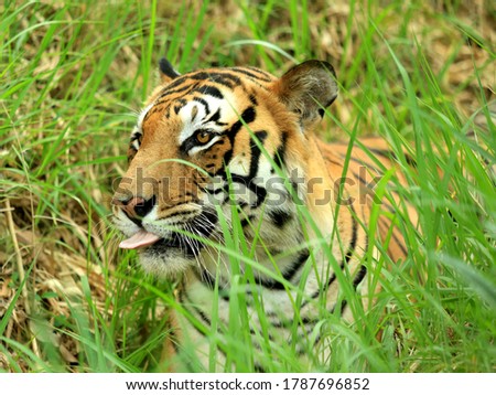 Tigers are waiting, this photos are taken from Bangalore wildlife sanctuary 