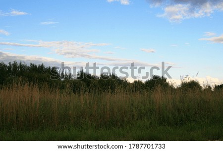 summer landscape with field and blue sky with clouds