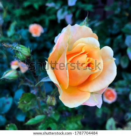 Macro photo nature plant flower yellow rose.Stock photo  Background texture blooming flower yellow rosebud. Image of a rose bud with yellow petals