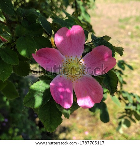 Macro photo nature blooming dog rose. Background texture of pink rosebud flower. Stock photo wild rose flowrer
