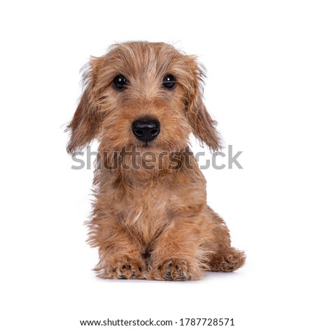 Cute young brown rough coated Dachshund, sitting, looking at camera with friendly eyes. Isolated on white background.
