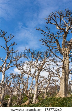 dried trees in a forest