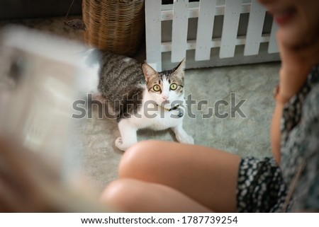 A short-haired Thai white-haired cat with black stripes yellow eyes lying on the polished cement floor beside a white wooden fence Look at the phone camera where the girl takes a selfie.