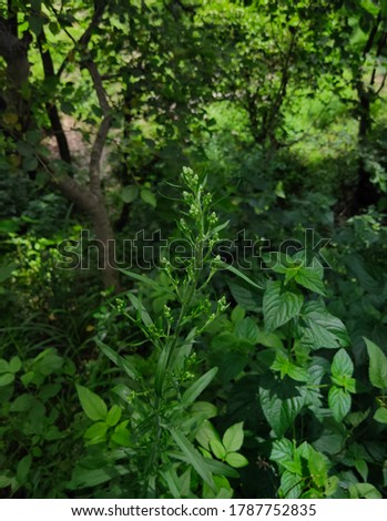 A green plant image in the forest