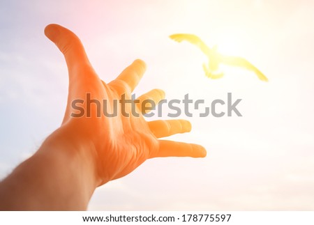 Hand of a man reaching to bird in the sky. Selective focus on a hand. 