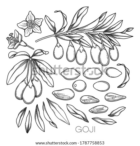 Collection of graphic goji flowers, leaves and berries. Vector botanical design isolated on white background