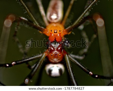 A giant wood spiders kissing. Venusta Orchard or Leucauge Argyrobapta.