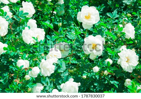 White rose flowers of rosehips bush in the summer garden