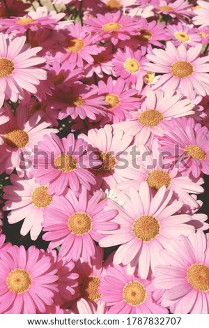 Vertical photo of many pink daisy flowers as a background. Toned in desaturated retro 40s / 50s style
