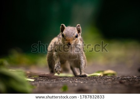 The Indian palm squirrel or three-striped palm squirrel (Funambulus palmarum) is a species of rodent in the family Sciuridae found naturally in India