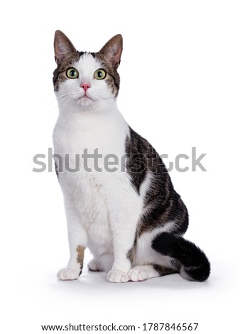Sitting mixed-breed tabby house cat with white, looking straight at the camera with big green eyes, isolated on a white background Royalty-Free Stock Photo #1787846567