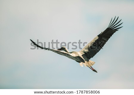 Stork flying gracefully on the blue sky. Her half black long wings allow her fly very fast and high. She is probably heading for her nest.