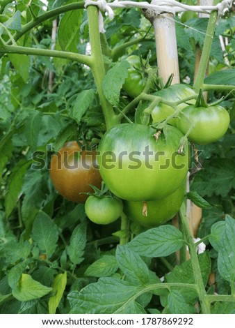 tomato plants at the time of ripening in an organic garden