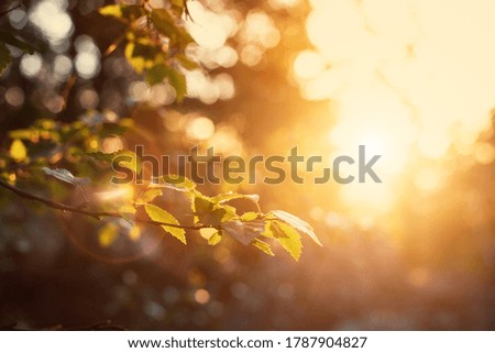 A branch of a birch tree with a Sunny glow in the background. Quiet evening in a nature Park Royalty-Free Stock Photo #1787904827