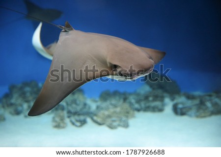 cownose ray swimming in the water,  
fish underwater in the aquarium Royalty-Free Stock Photo #1787926688