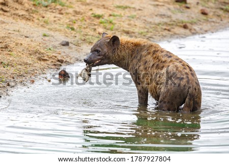 a hyena pops up the remains of a cadaver from the bottom of a lake in a game reserve in the Greater Kruger Region in South Africa