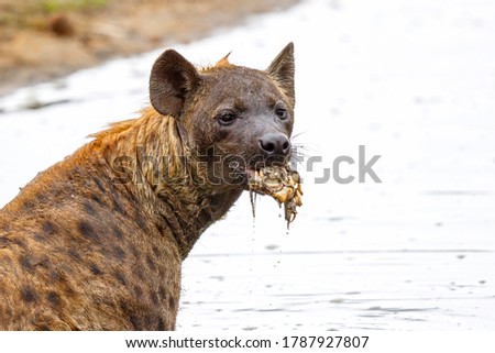 a hyena pops up the remains of a cadaver from the bottom of a lake in a game reserve in the Greater Kruger Region in South Africa