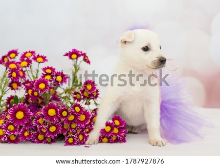 Cute white puppy wearing ballerina costume with a bouquet of chrysanthemums.