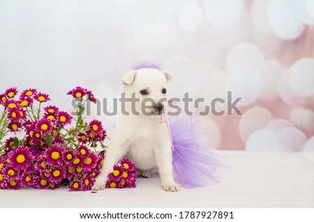 Cute white puppy wearing ballerina costume with a bouquet of chrysanthemums.
